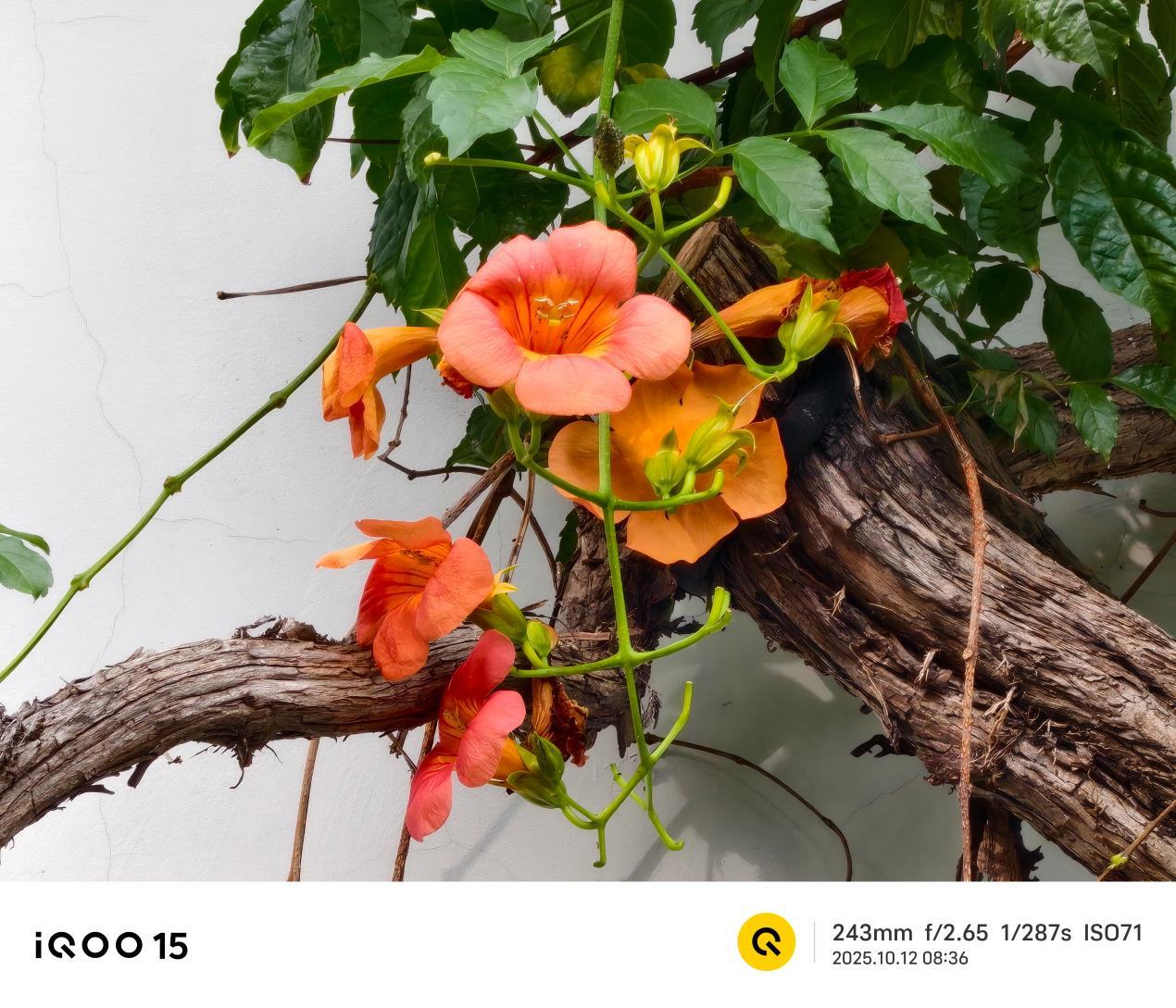 Ảnh chụp cận cảnh