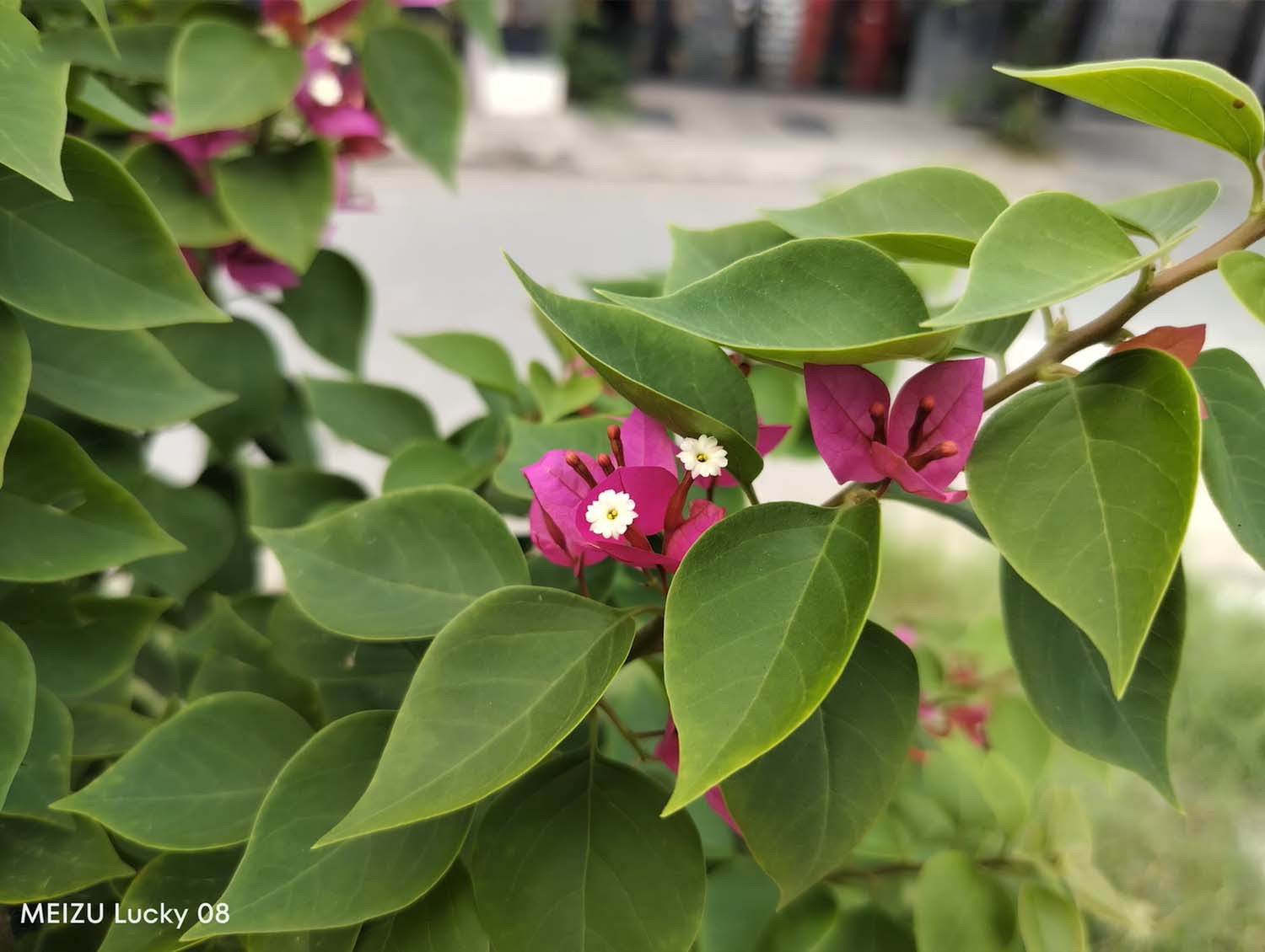 Ảnh chụp cận cảnh