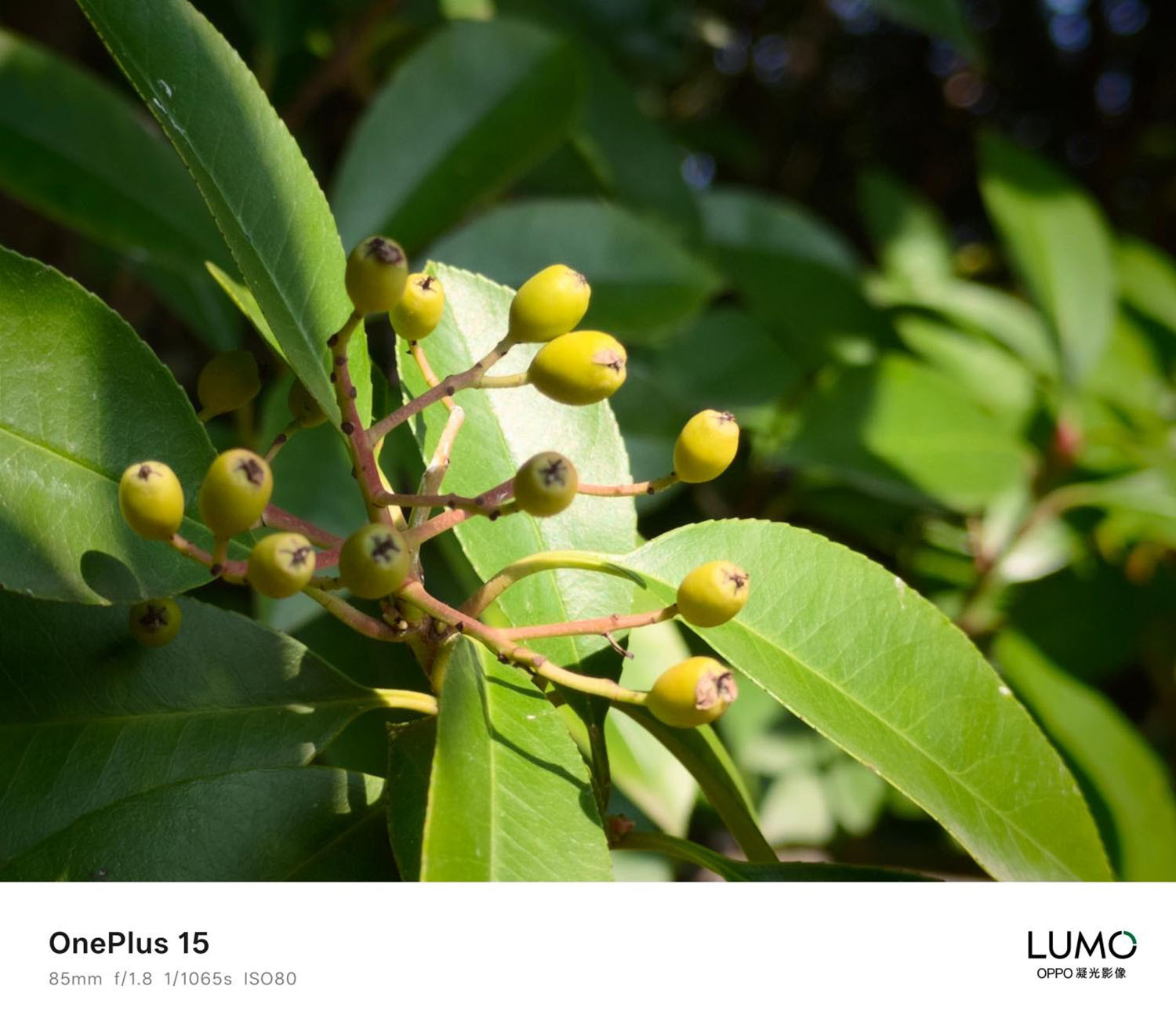 Ảnh cận cảnh đủ sáng