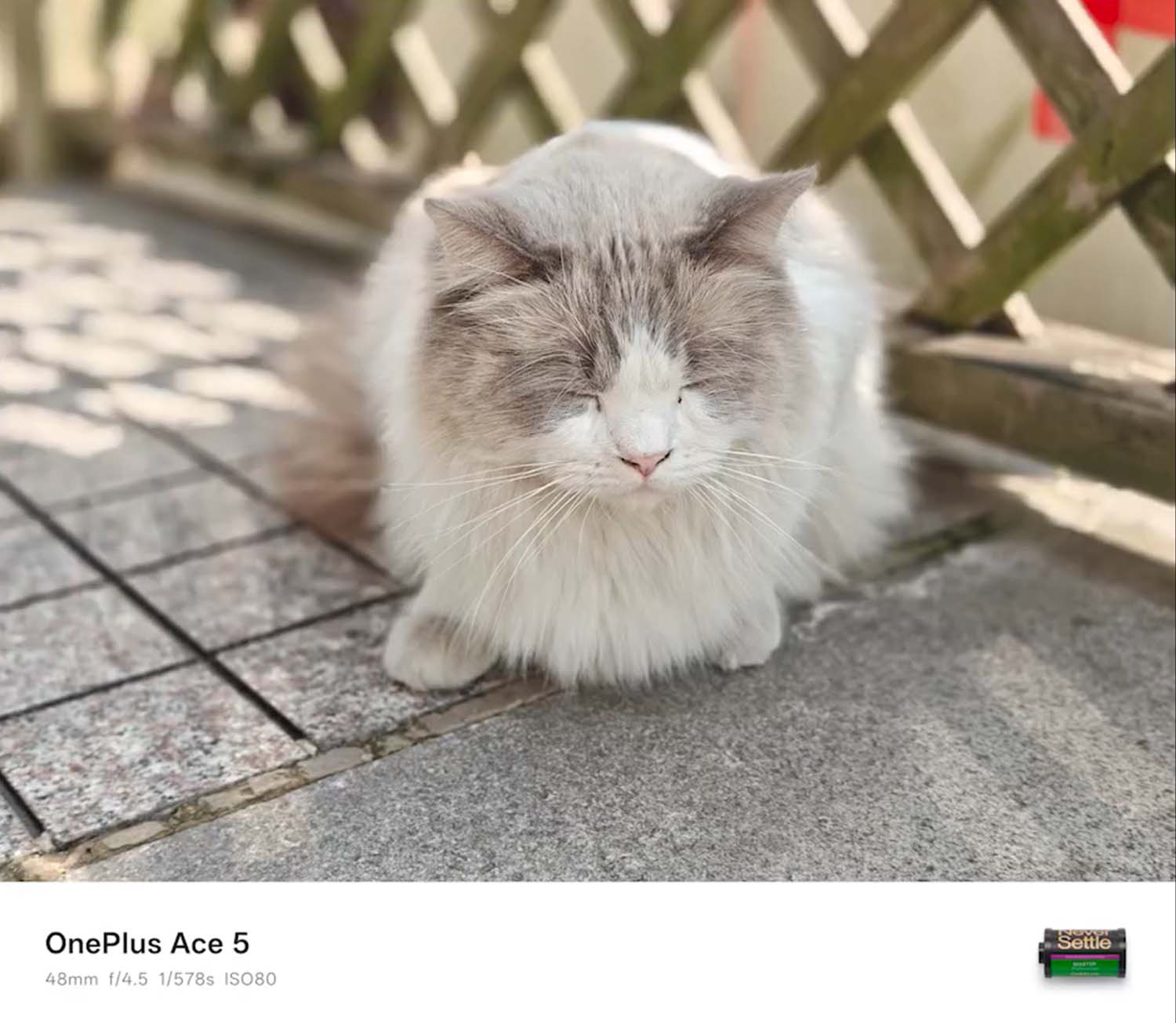 Ảnh chụp mèo 2x