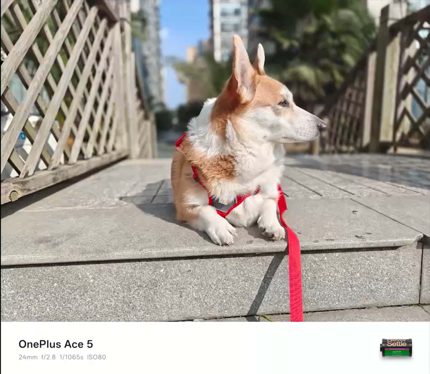 Ảnh chụp chó 1x