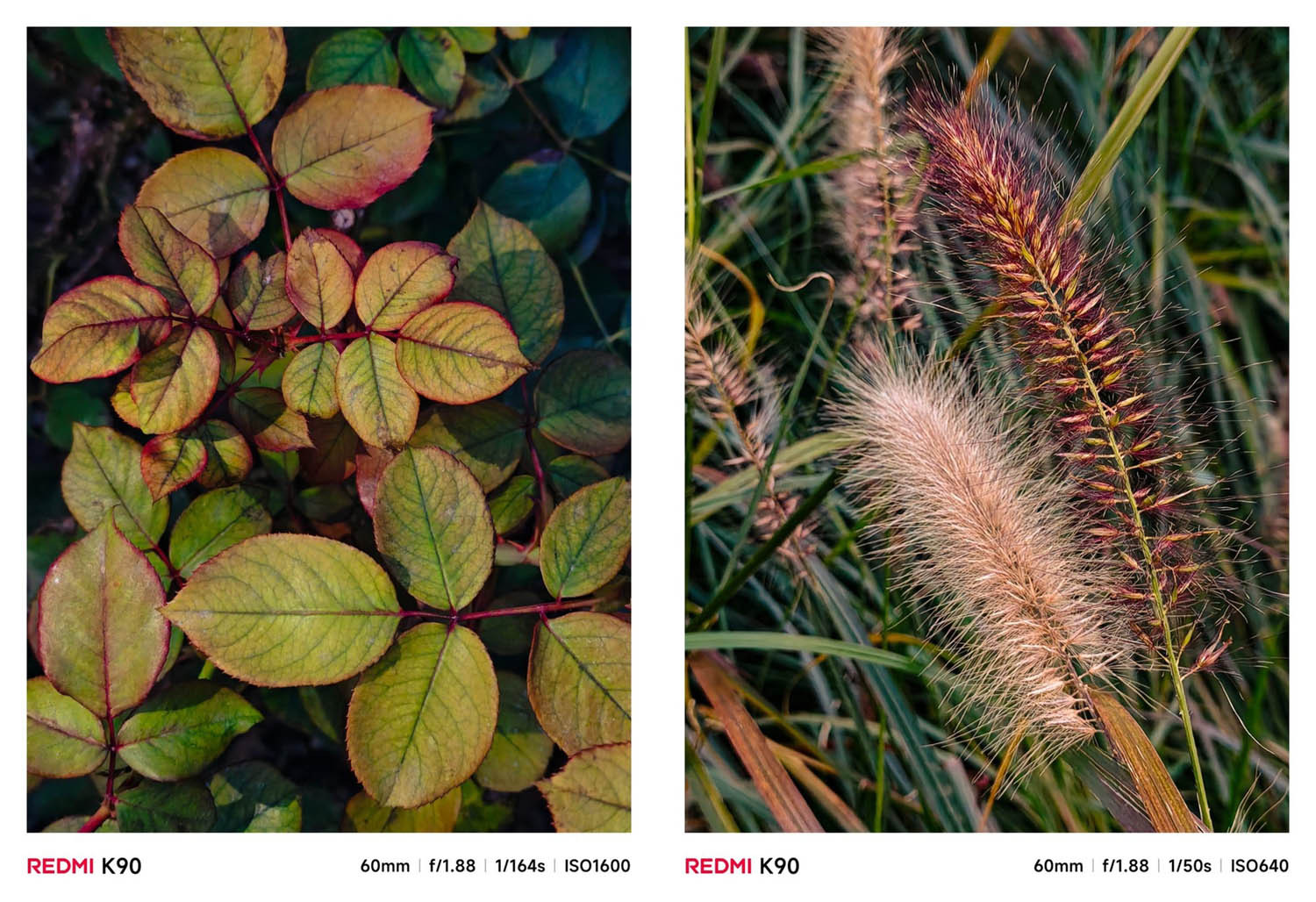 Ảnh chụp cận cảnh