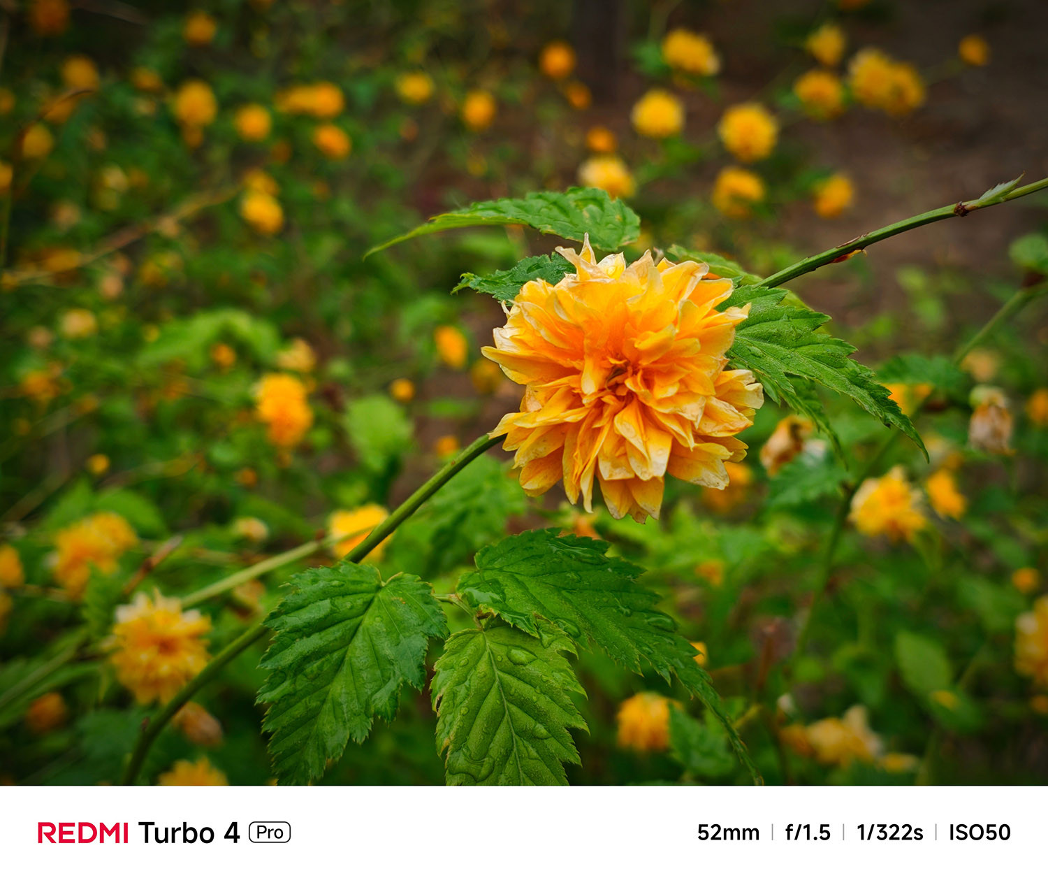 Ảnh chụp cận cảnh