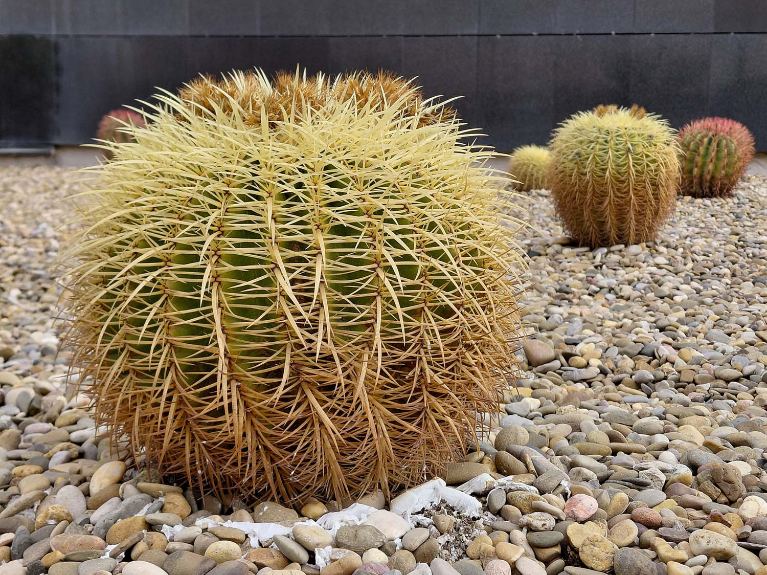 Ảnh chụp cận cảnh