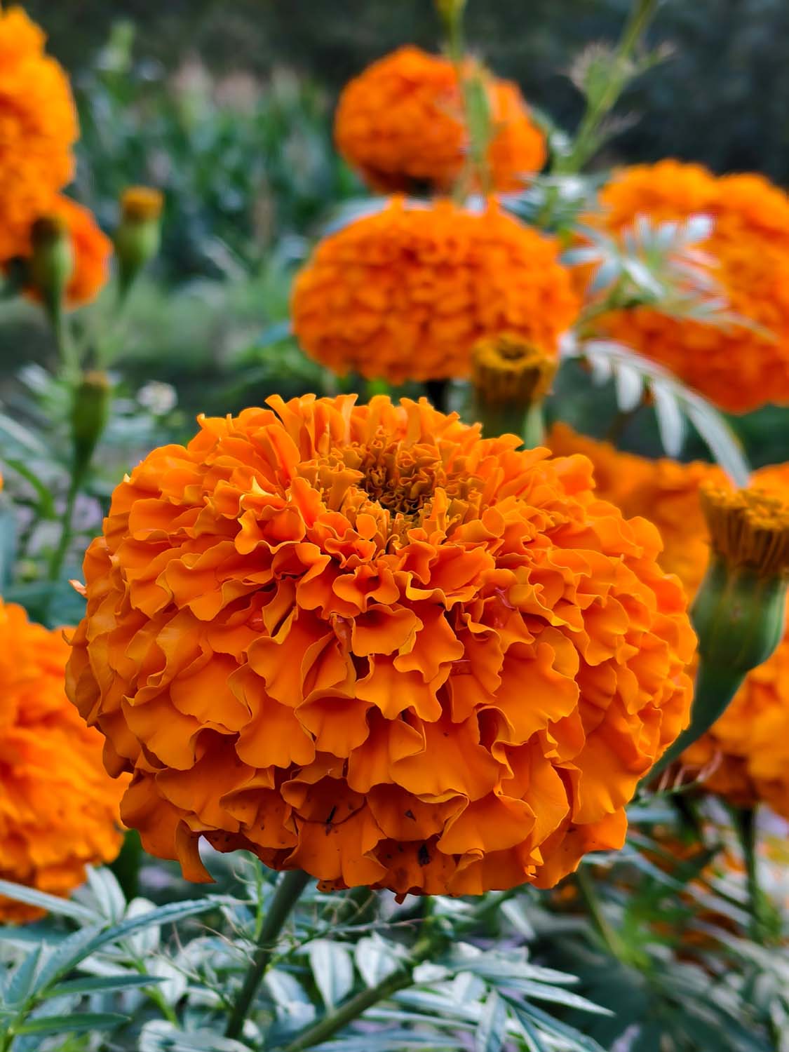 Ảnh chụp từ camera chính 2x