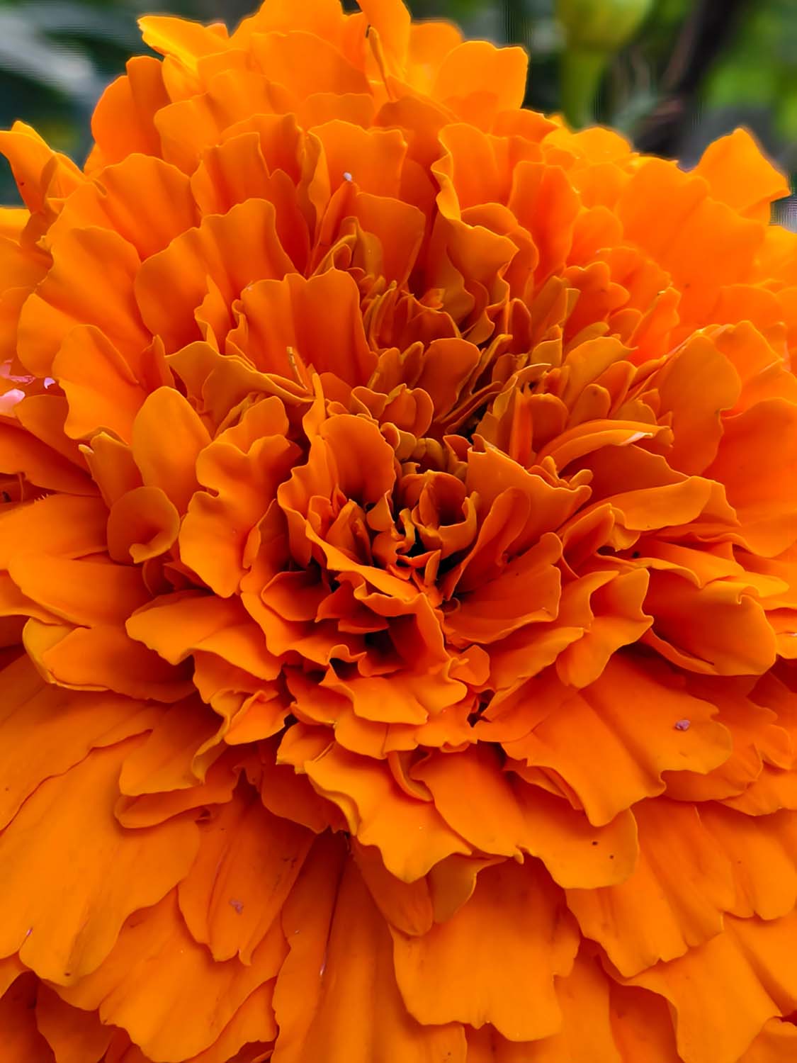 Ảnh chụp từ camera chính 5x