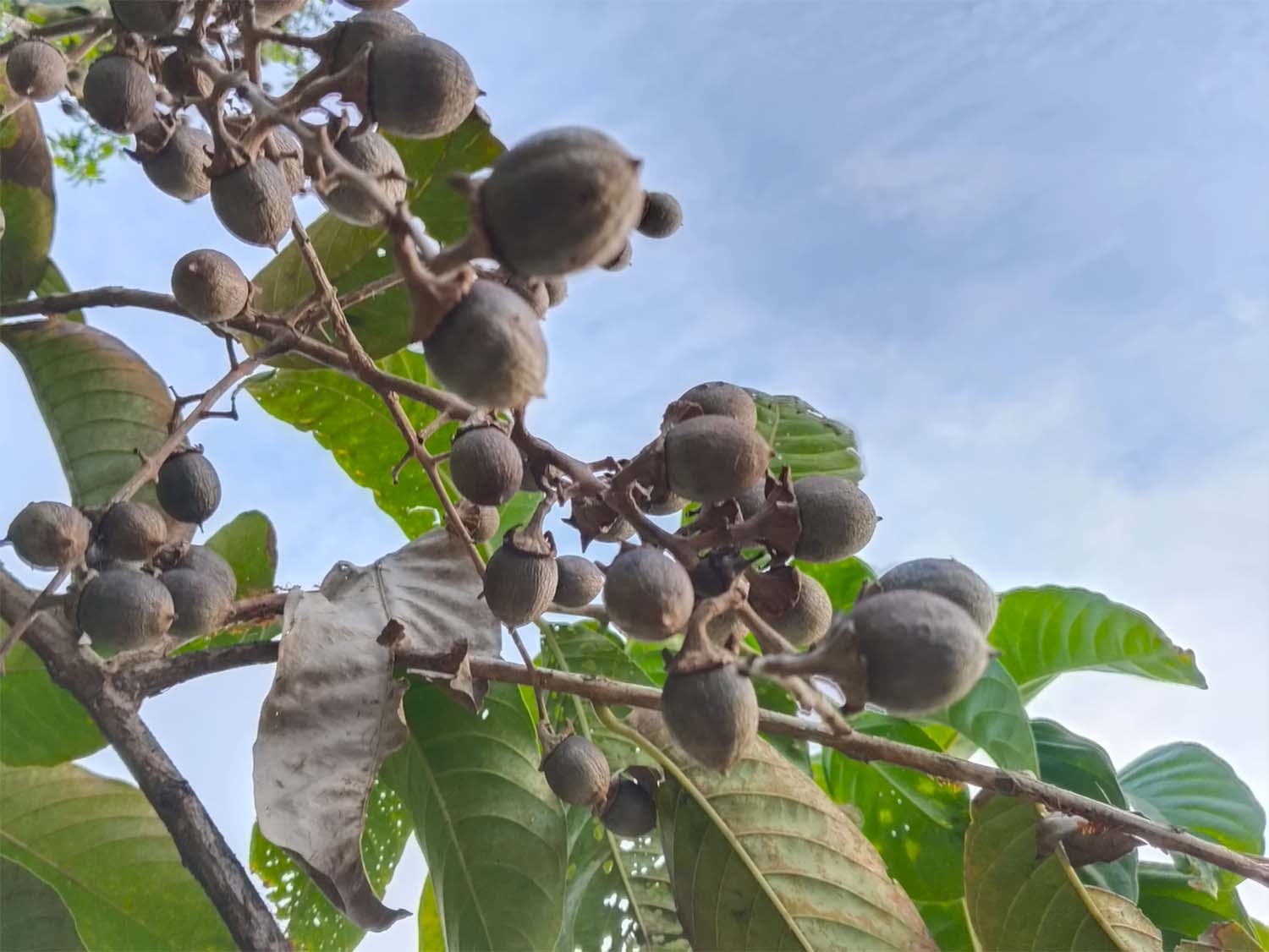 Ảnh chụp cạn cảnh đủ sáng