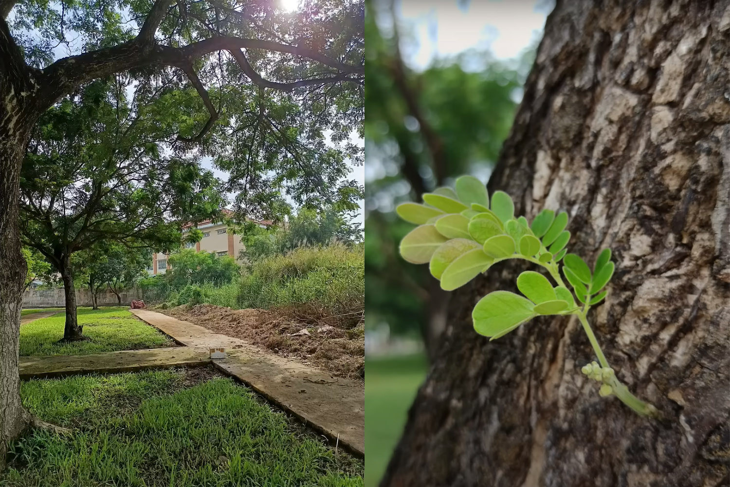 Ảnh phong cảnh (trái) và ảnh cận cảnh (phải)